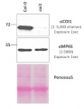 COI1 | Coronate insensitive 1 (rabbit antibody)